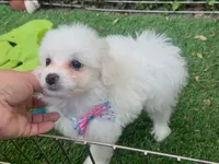 Cute Female Maltipoo , a female Maltipoo and Maltese for sale in San Diego, CA – 1 of 2