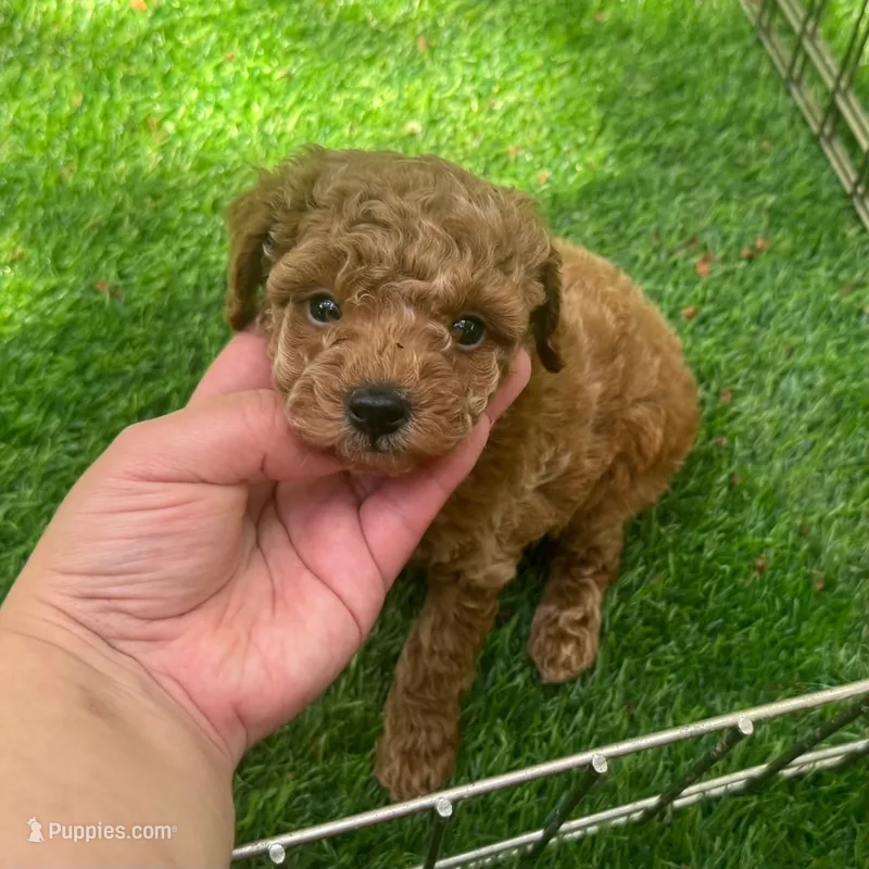 🧸 TEDDY 🧸  – Poodle - Toy , Poodle - Miniature  puppy for sale in San Diego, CA