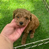 🧸 TEDDY 🧸 , a male Poodle - Toy  and Poodle - Miniature  for sale in San Diego, CA – 1 of 2