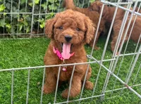 F1b Mini RED Doodle, a female Poodle - Toy  and Miniature Goldendoodle for sale in San Diego, CA – 1 of 2