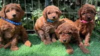TeddyBear Face Poodle 🐻🤎, a male Poodle - Toy  for sale in San Diego, CA – 2 of 2