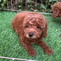 Mini Toy Poodle Female 🐩 😍 💕 , a female Poodle - Toy  and Poodle - Miniature  for sale in San Diego, CA – 2 of 3