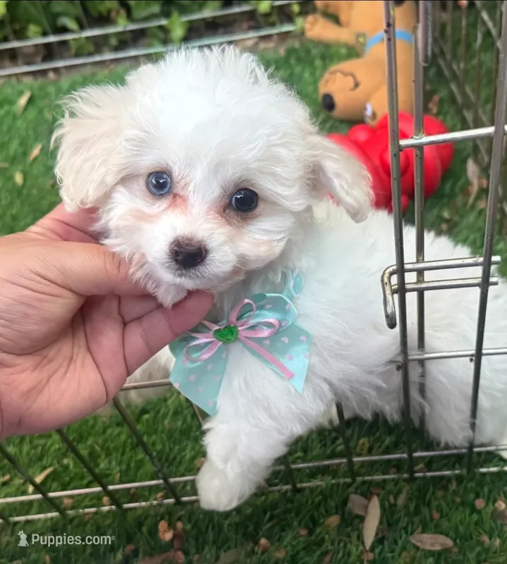 XS Maltipoo 🐶💖😍 – Maltipoo, Maltese puppy for sale in San Diego, CA