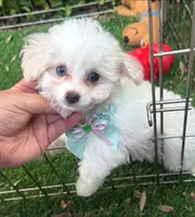 XS Maltipoo 🐶💖😍, a female Maltipoo and Maltese for sale in San Diego, CA – 1 of 2