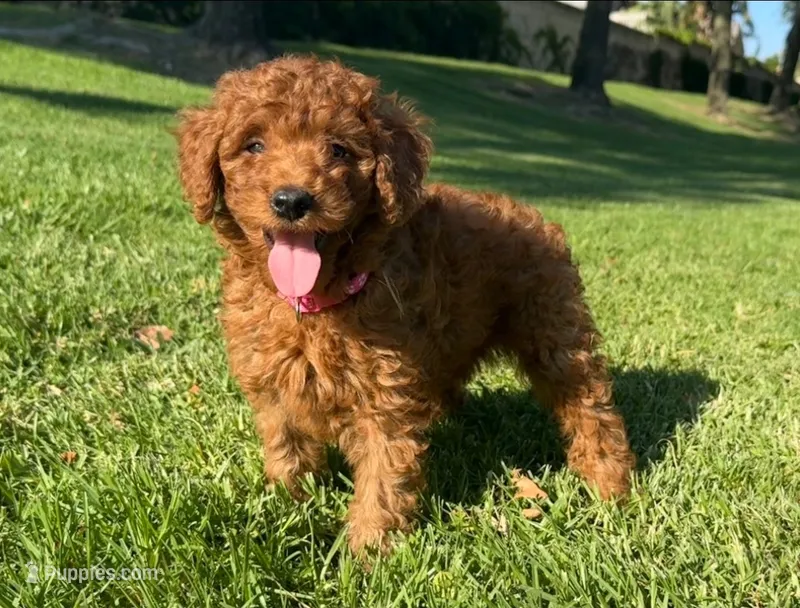 F1b Mini Goldendoodle – Poodle - Toy , Miniature Goldendoodle puppy for sale in San Diego, CA