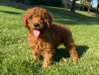 F1b Mini Goldendoodle, a female Poodle - Toy  and Miniature Goldendoodle for sale in San Diego, CA – 1 of 2