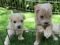 Adorable APRICOT Maltipoo 🐻🤎, a male Maltipoo and Maltese for sale in San Diego, CA – 2 of 2