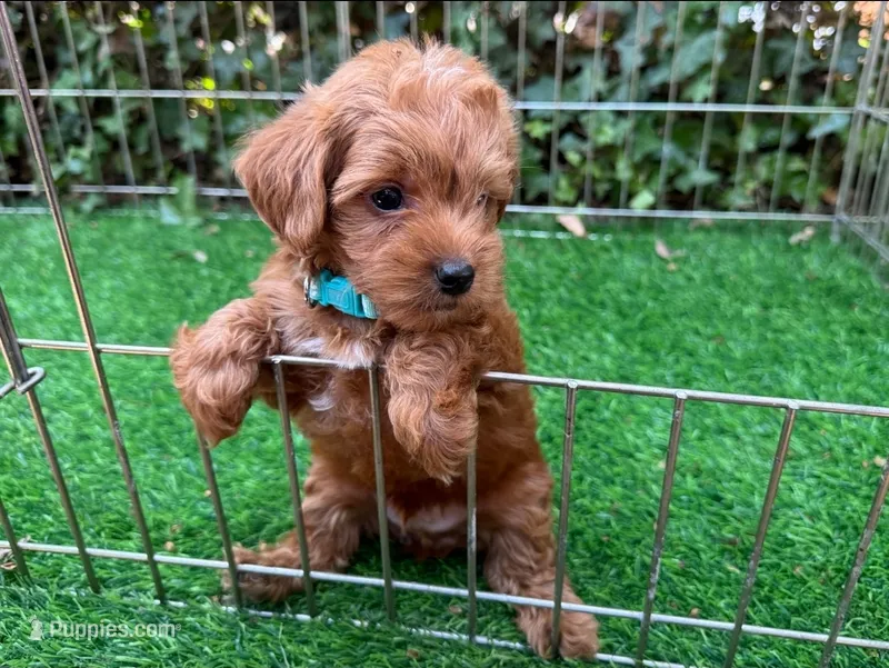 Maltipoo Poodle Puppy 🐶 😍 ♥️  – Maltipoo, Poodle - Toy  puppy for sale in San Diego, CA