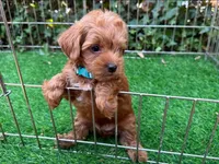 Maltipoo Poodle Puppy 🐶 😍 ♥️ , a male Maltipoo and Poodle - Toy  for sale in San Diego, CA – 1 of 1