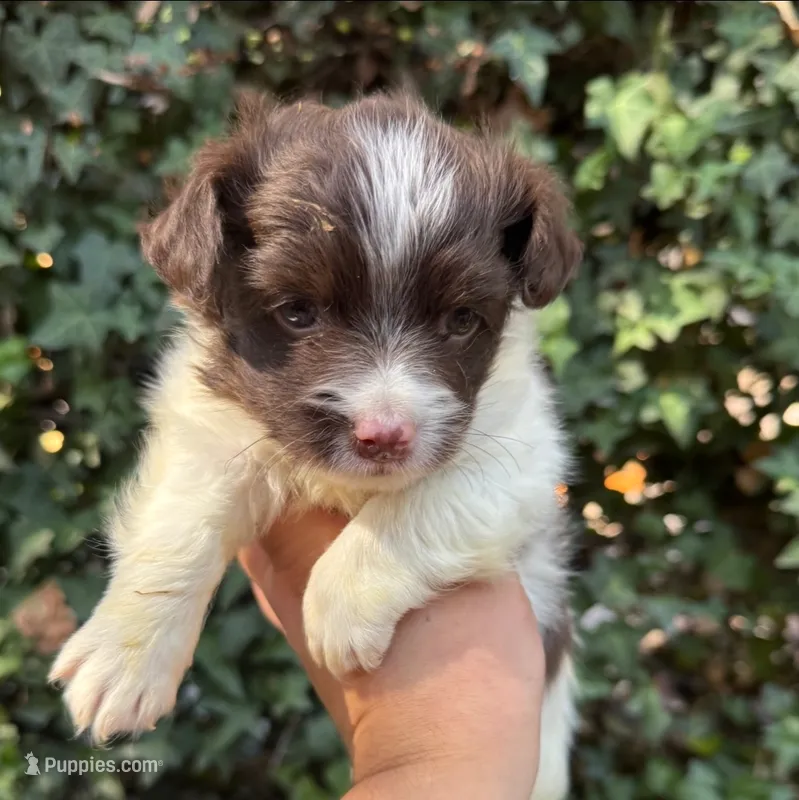 Tiny Malchi – Pomapoo, Malchi puppy for sale in San Diego, CA