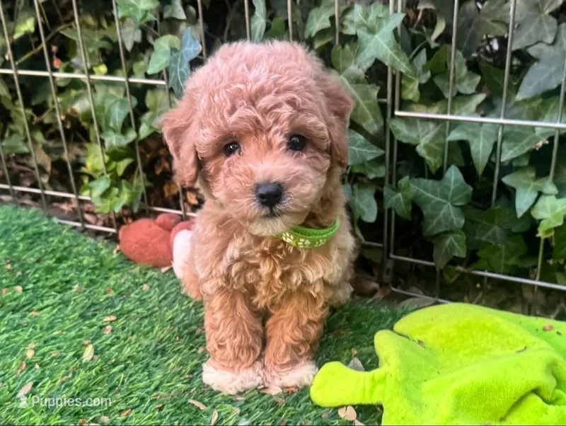 TeddyBear Malti-Poo – Maltipoo, Poodle - Toy  puppy for sale in San Diego, CA
