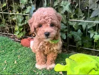TeddyBear Malti-Poo, a male Maltipoo and Poodle - Toy  for sale in San Diego, CA – 1 of 3
