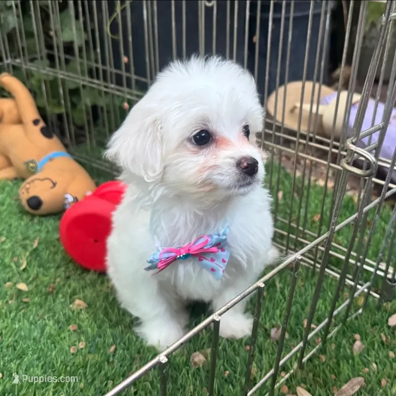 TINY Toy Maltipoo – Maltipoo, Maltese puppy for sale in San Diego, CA