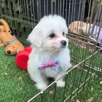 TINY Toy Maltipoo, a female Maltipoo and Maltese for sale in San Diego, CA – 1 of 2