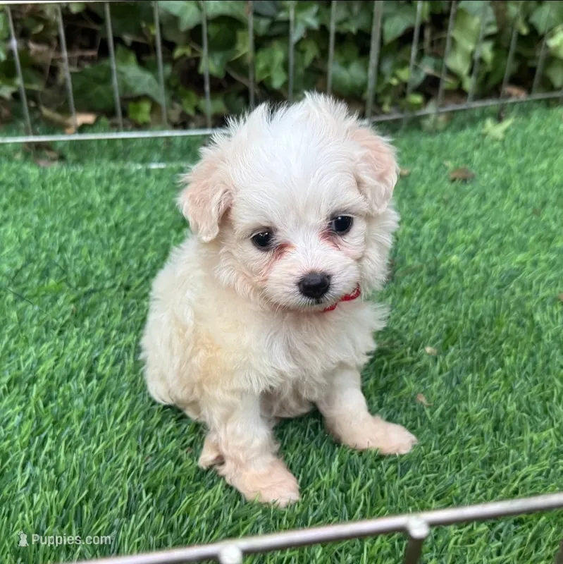 Teacup Maltipoo Female  – Maltipoo, Poodle - Toy  puppy for sale in San Diego, CA
