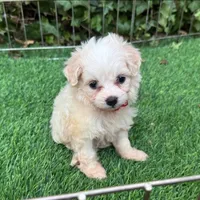 Teacup Maltipoo Female , a female Maltipoo and Poodle - Toy  for sale in San Diego, CA – 1 of 2