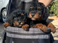 TiNY Bernedoodle, a male Poodle - Toy  and Miniature Bernedoodle for sale in San Diego, CA – 2 of 2