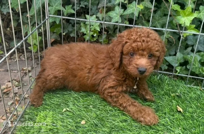 Goldendoodle Puppy – Poodle - Toy , Miniature Goldendoodle puppy for sale in San Diego, CA