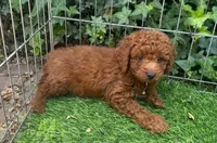 Goldendoodle Puppy, a female Poodle - Toy  and Miniature Goldendoodle for sale in San Diego, CA – 1 of 2