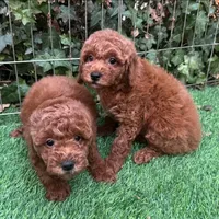 DARK RED Poodle, a female Poodle - Toy  and Poodle - Miniature  for sale in San Diego, CA – 2 of 2