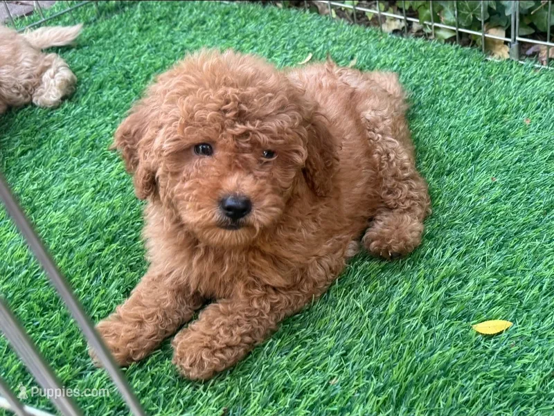 TeddyBear GoldenDoodle – Poodle - Toy , Miniature Goldendoodle puppy for sale in San Diego, CA