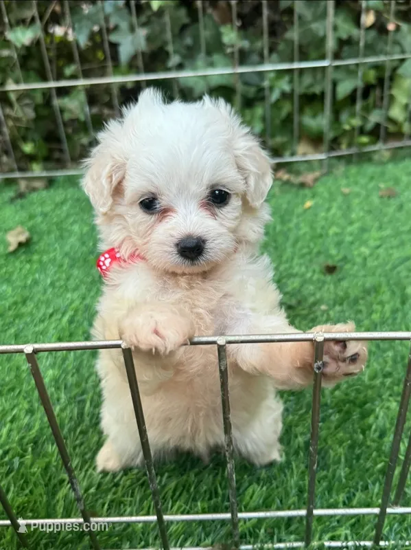 White TCUP Maltipoo  – Maltipoo, Poodle - Toy  puppy for sale in San Diego, CA