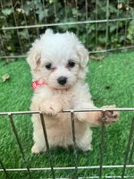 White TCUP Maltipoo , a female Maltipoo and Poodle - Toy  for sale in San Diego, CA – 1 of 2