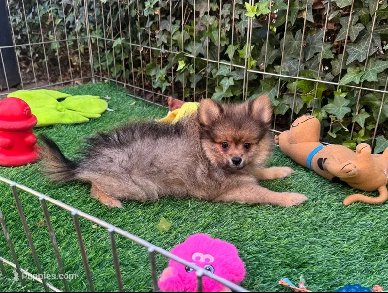 TeddyBear Pomeranian  – Pomeranian puppy for sale in San Diego, CA