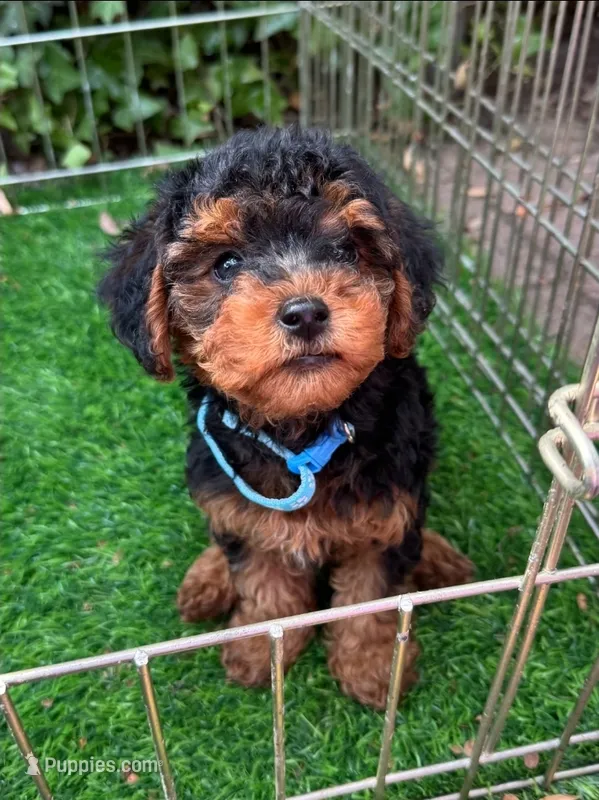 Maltipoo  – Maltipoo, Shorkie puppy for sale in San Diego, CA