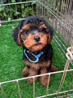 Maltipoo , a male Maltipoo and Shorkie for sale in San Diego, CA – 1 of 2