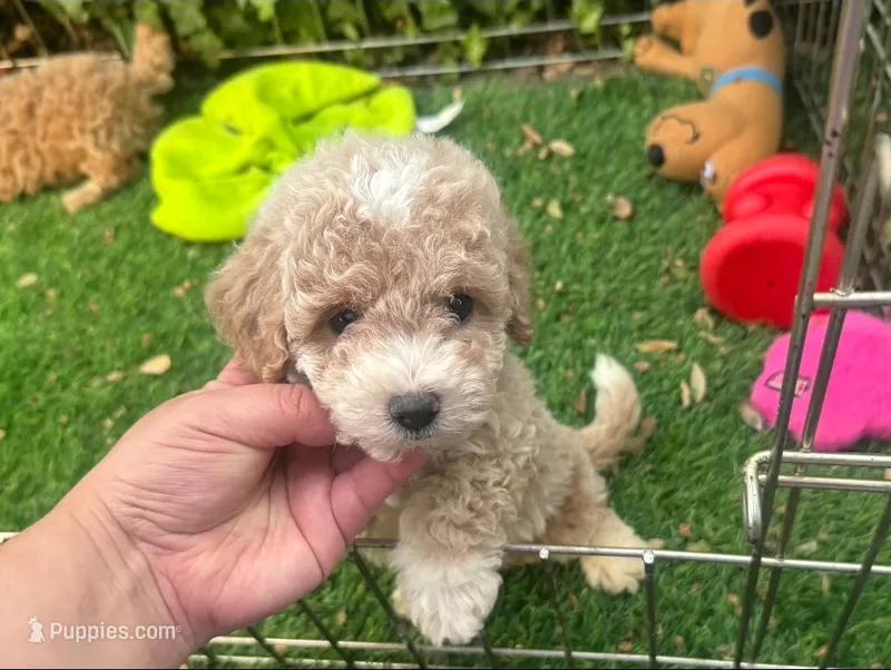 Xs Apricot Puppy w/ Socks 🐶🧦 – Maltipoo, Poodle - Toy  puppy for sale in San Diego, CA