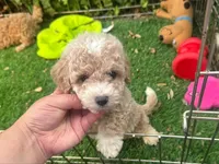 Xs Apricot Puppy w/ Socks 🐶🧦, a male Maltipoo and Poodle - Toy  for sale in San Diego, CA – 1 of 3