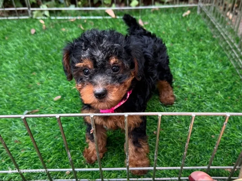 MaltiPoo × Shorkie  – Maltipoo, Shorkie puppy for sale in San Diego, CA