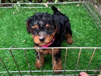 Female Maltipoo 🐶 🐕 , a female Maltipoo and Shorkie for sale in San Diego, CA – 1 of 2