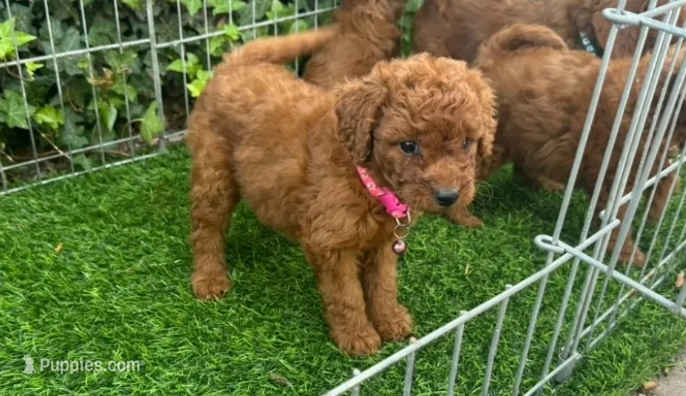 DARK RED Doodle – Poodle - Toy , Miniature Goldendoodle puppy for sale in San Diego, CA