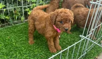DARK RED Doodle, a female Poodle - Toy  and Miniature Goldendoodle for sale in San Diego, CA – 1 of 2