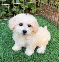 Toy/Teacup Maltipoo 🧸, a male Maltipoo and Poodle - Toy  for sale in San Diego, CA – 2 of 2