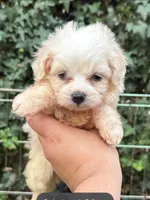 T-Cup Maltipoo Puppy 🐶 🐕, a female Maltipoo and Poodle - Toy  for sale in San Diego, CA – 1 of 2