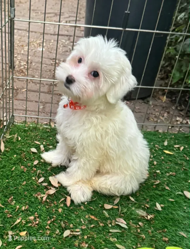 White Maltipoo Male  – Maltipoo, Maltese puppy for sale in San Diego, CA