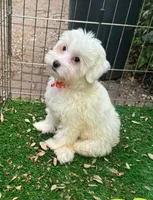White Maltipoo Male , a male Maltipoo and Maltese for sale in San Diego, CA – 1 of 1
