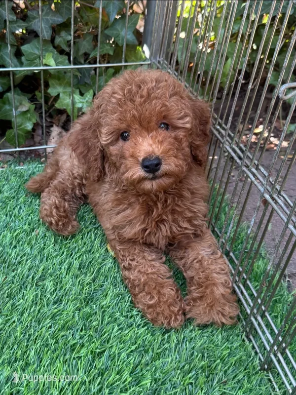 F1b Mini Doodle ♥️  – Poodle - Toy , Miniature Goldendoodle puppy for sale in San Diego, CA