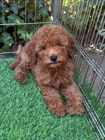 F1b Mini Doodle ♥️ , a female Poodle - Toy  and Miniature Goldendoodle for sale in San Diego, CA – 1 of 2