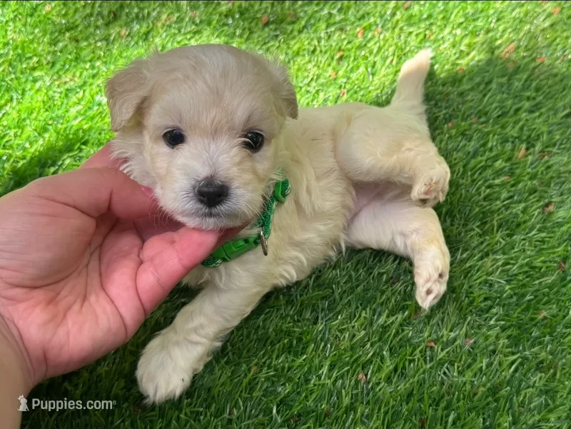 💓 TiNY MaLti PoO CuTie 💓  – Maltipoo, Maltese puppy for sale in San Diego, CA