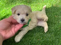 💓 TiNY MaLti PoO CuTie 💓 , a male Maltipoo and Maltese for sale in San Diego, CA – 1 of 2
