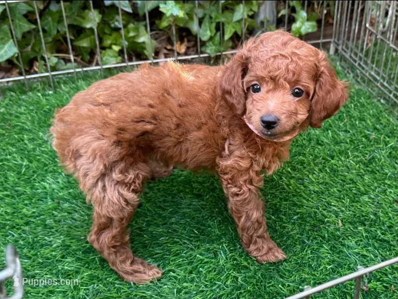 PIPPY – Poodle - Toy  puppy for sale in San Diego, CA