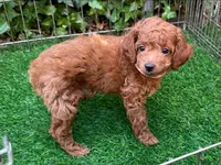 PIPPY, a male Poodle - Toy  for sale in San Diego, CA – 1 of 2