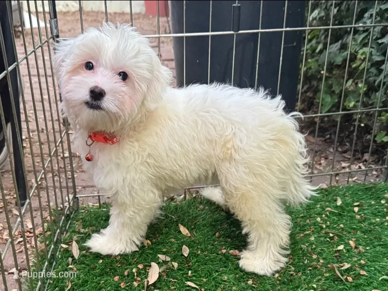 White Puppy – Maltipoo, Maltese puppy for sale in San Diego, CA