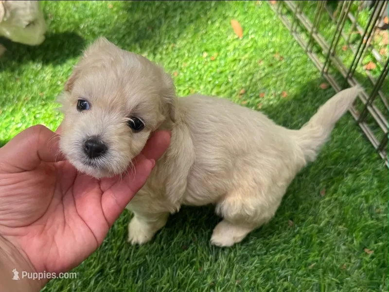 EXTRA SMALL Maltipoo Puppy! 😱🐶 – Maltipoo, Maltese puppy for sale in San Diego, CA
