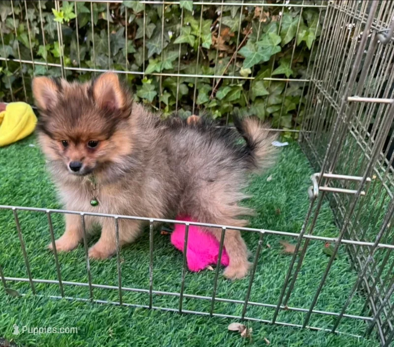 Purebred Pomeranian , a male Pomeranian for sale in San Diego, CA – 1 of 1