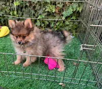 Purebred Pomeranian , a male Pomeranian for sale in San Diego, CA – 1 of 1